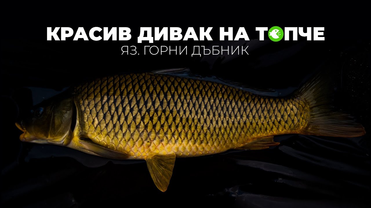 КРАСИВ ДИВАК НА ТОПЧЕ - ШАРАНДЖИЙСКИ РИБОЛОВ НА ЯЗ. ГОРНИ ДЪБНИК
