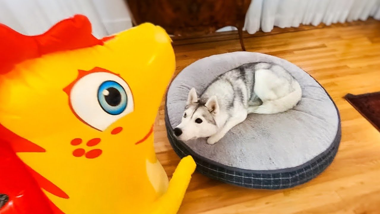 🔴 Let's Prank My Husky! (LIVE)