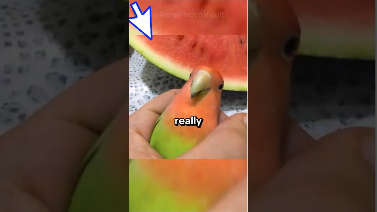 Невероятные редкие фотографии, запечатлевшие самые дикие моменты, когда-либо снятые | 606