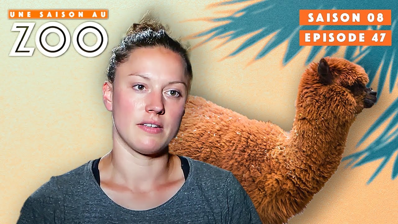 La Tonte d'Alpagas ne se passe pas comme Prévue.. | S08EP47 | Émission Intégrale | Une Saison Au Zoo