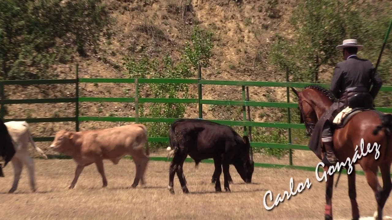 Prueba de la Vaca. Equipo Andalucía