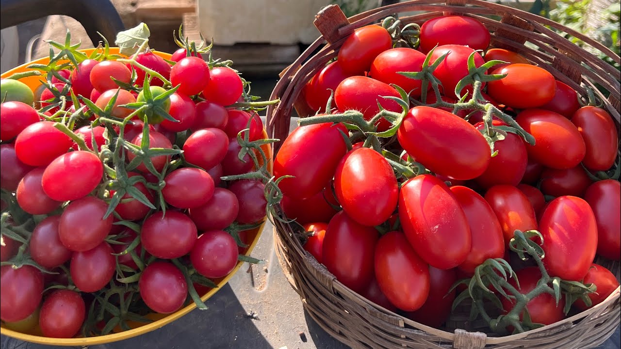 Colheita de tomate em vaso