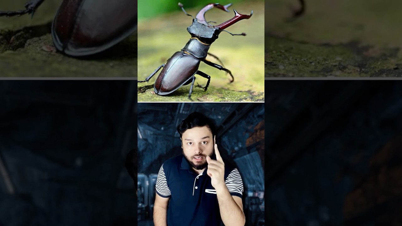 Someone CAPTURED This Insect & Sold It For ₹75 LACS #shorts