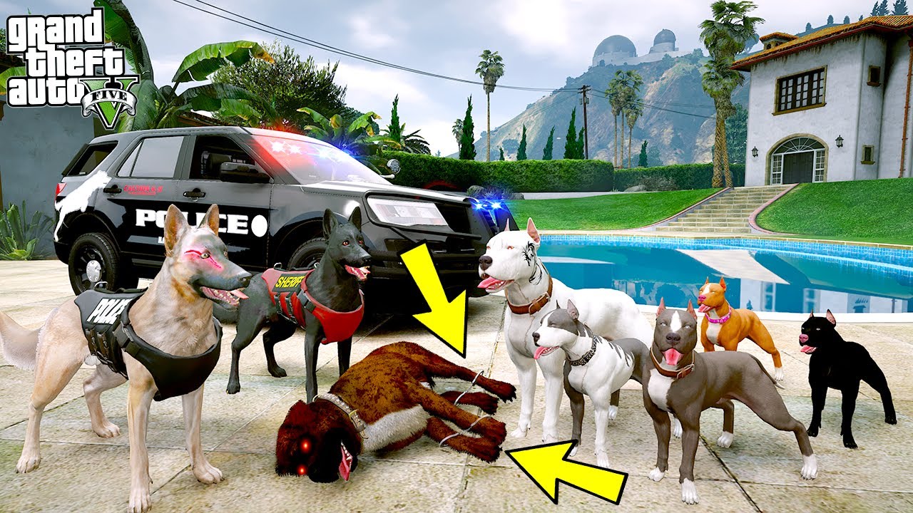 PİTBULL AİLESİ KATİL ROTTWEİLER ECEL'İ POLİSE TESLİM ETTİ! - GTA 5