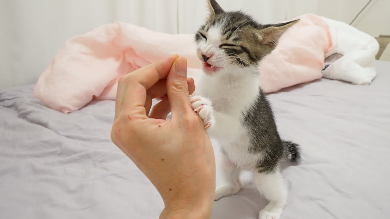 What Happens When the Rescued Kitten Eats New Food For The First Time? │ Episode.51