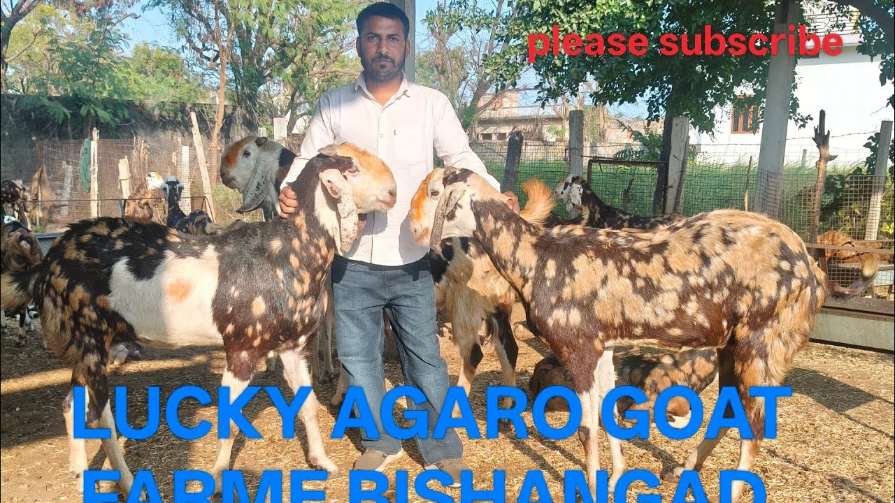 Lucky Agro Goat farm BISHANGAD | Top blade laine ki Gujri bakriya 
