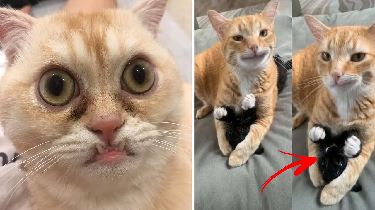 Super FUNNY ANIMALS VIDEOS 🤣🤣🤣  - When Pets Comedy #2