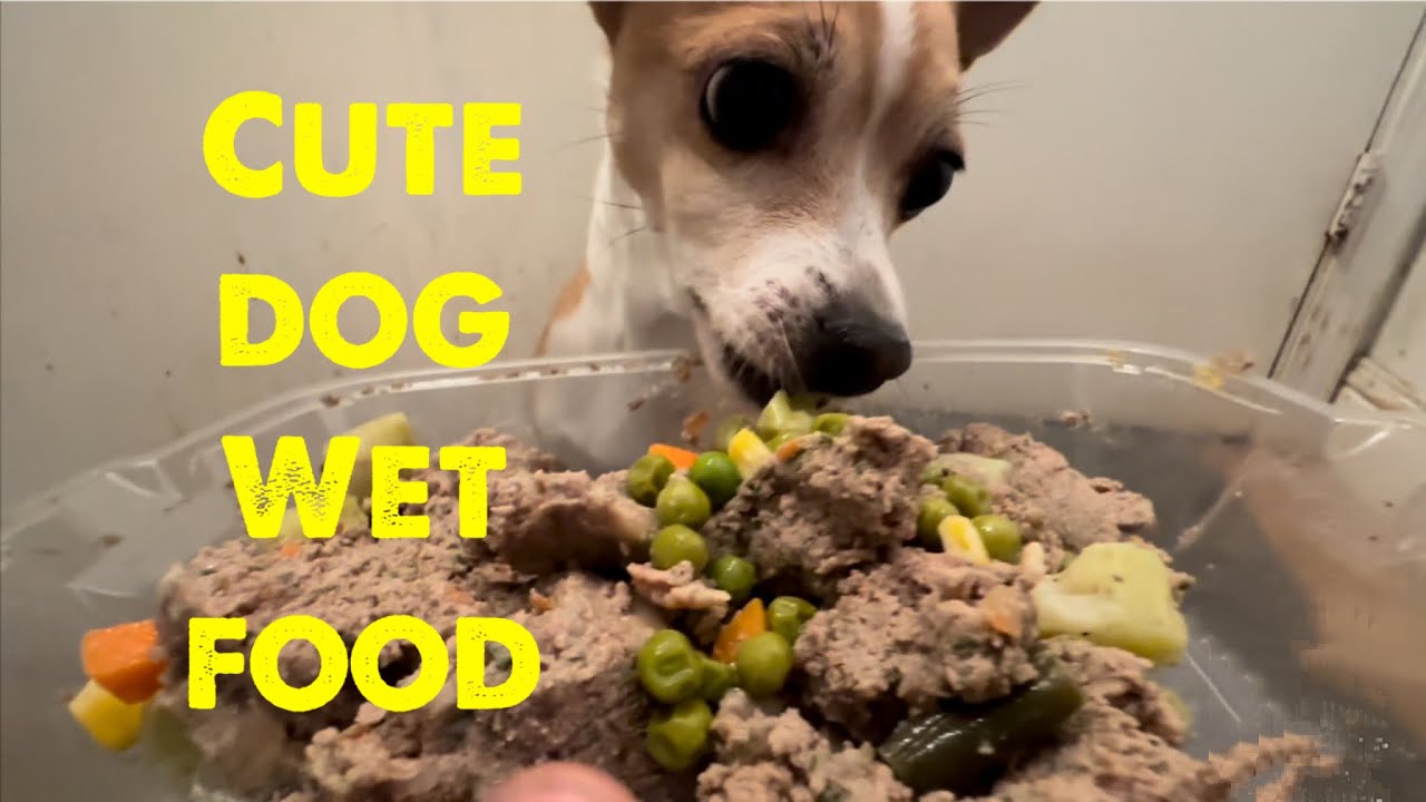 Cute dog eating wet food. #Asmr #Dogs #Dogasmr #Mukbang #Wetfood #Dog