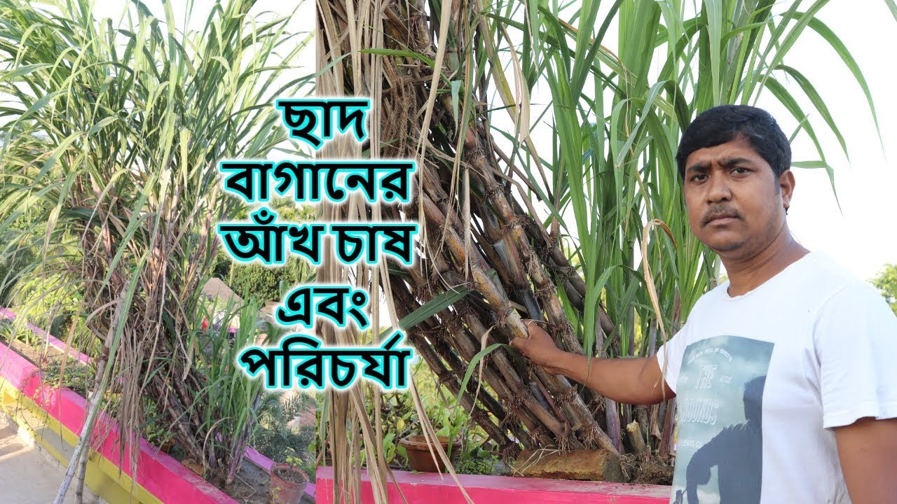 আমার ছাদ বাগানের আঁখ চাষ করার সহজ পদ্ধতি এবং পরিচর্যা || Sugarcane Farming on My Rooftop Garden