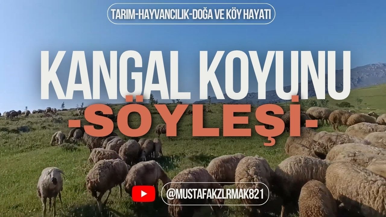 HASAN ABİYLE KANGAL KOYUNU HAKKINDA SÖYLEŞİ