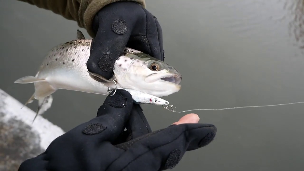 One day of winter fishing in Denmark (sea trout, flat fish)# 1