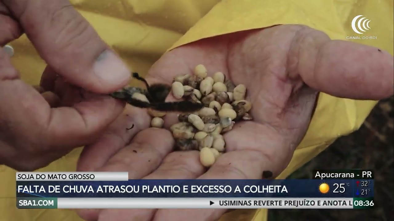 Excesso de chuva compromete a colheita da soja no Mato Grosso