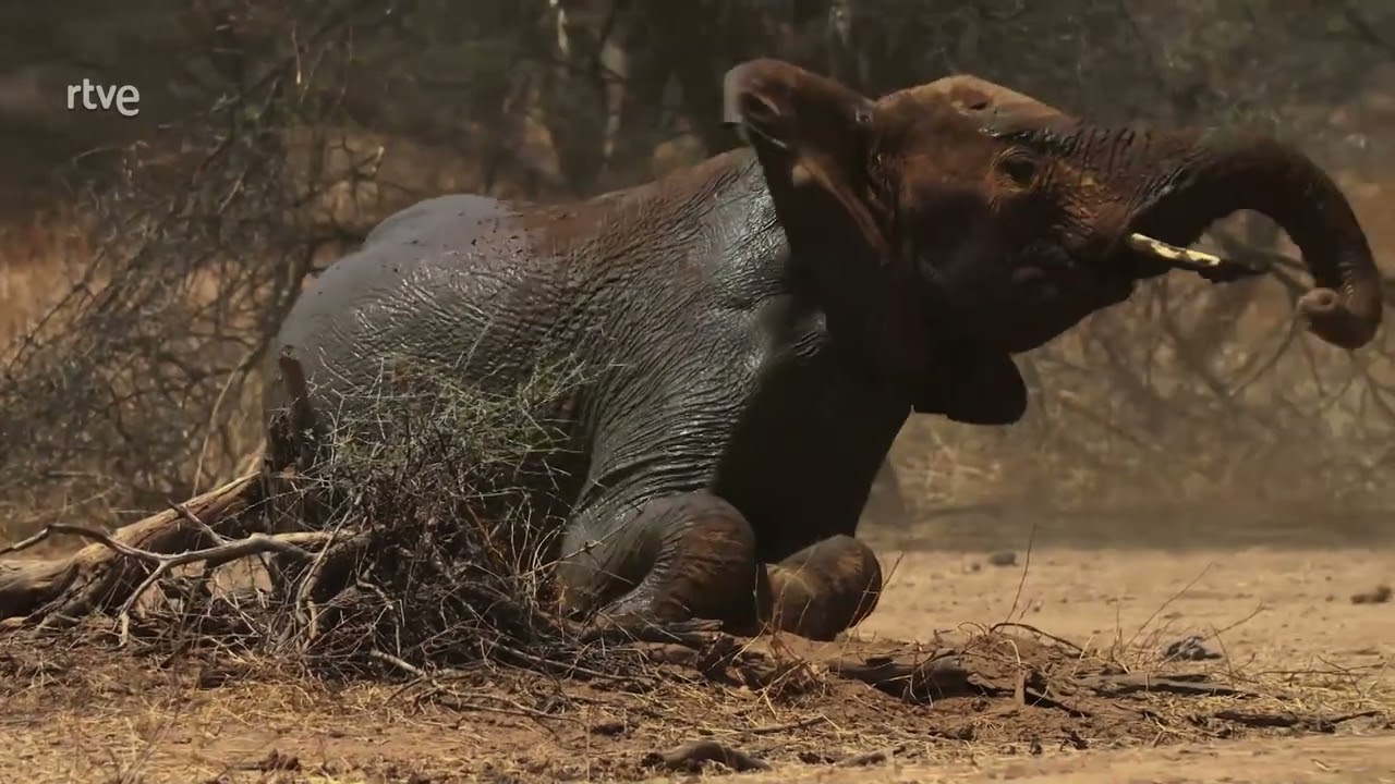 Las Caras Salvajes  - Riadas y Rivales -  Documentales de animales