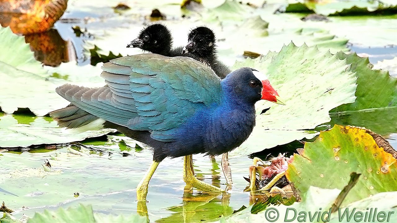 Meet the Purple Gallinule Babies