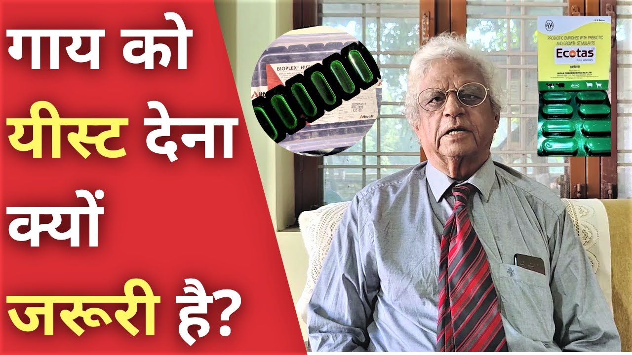 गाय को यीस्ट देना क्यों जरूरी है | Why Yeast Feeding is Important