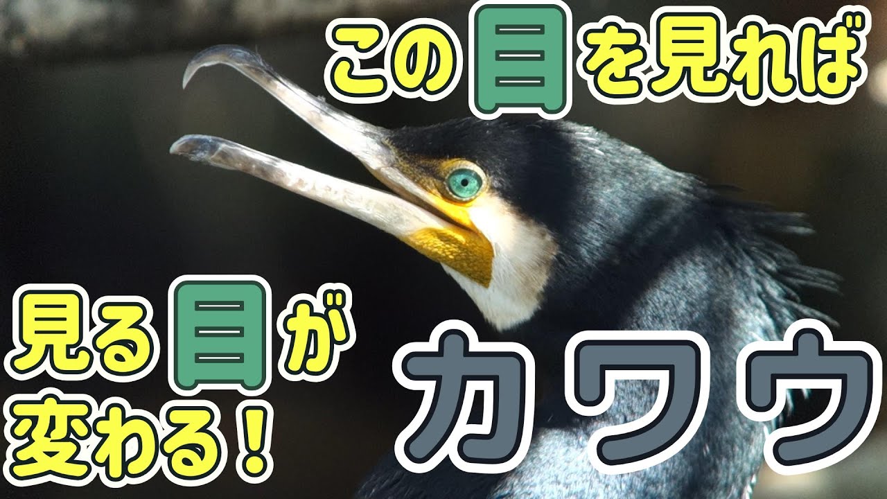 黒くてデカいだけじゃない！！カワウ_鳴き声/追込み漁/羽干し/雛/川鵜/Great Cormorant