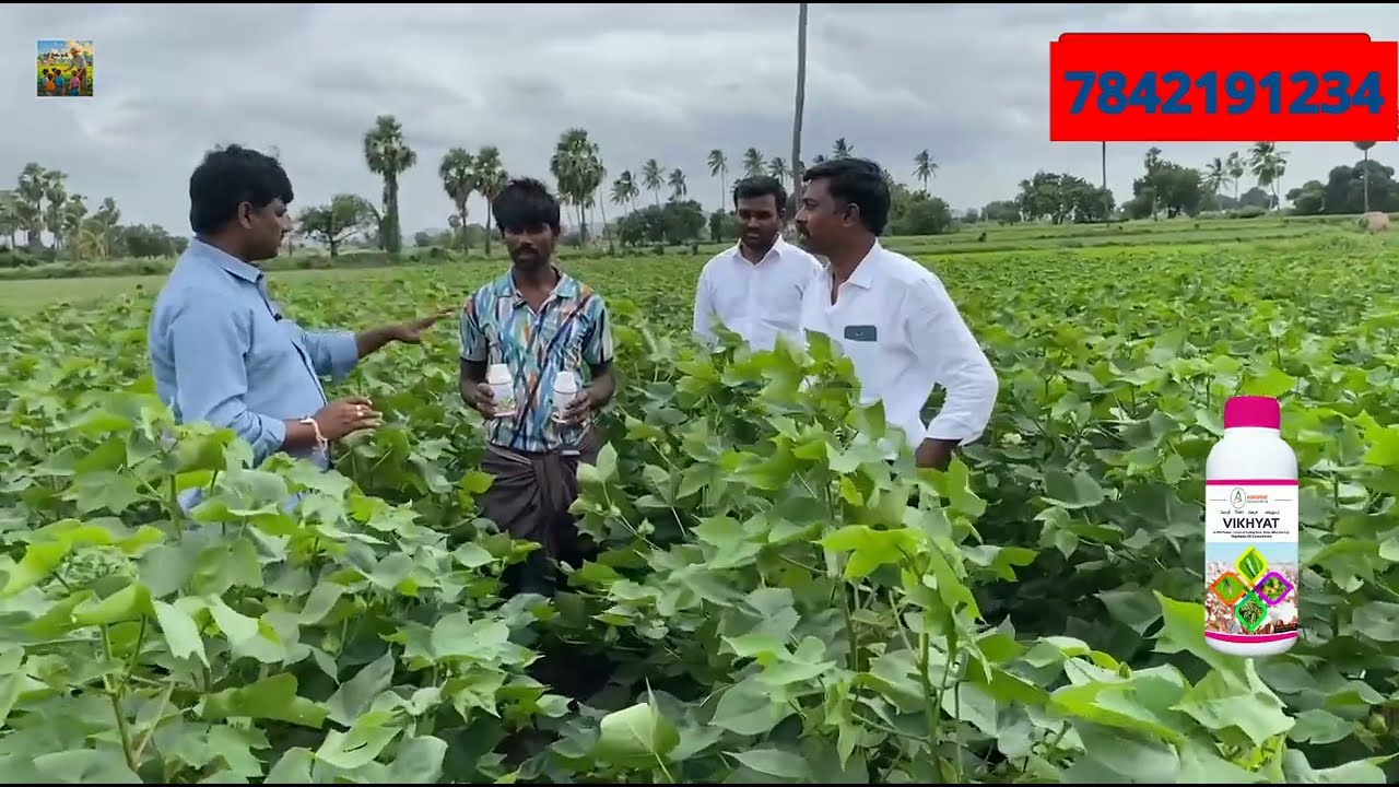 Agrishine వారి విఖ్యాత్ తో నే పత్తి పంట సాధ్యం 7842191234 