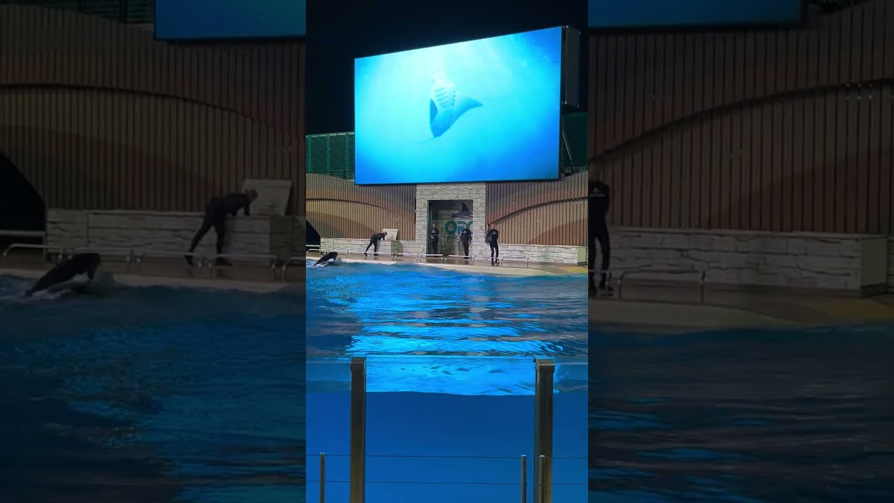 Apresentação Orcas 