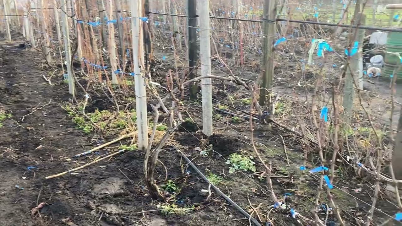 29 января, а в Одессе +8 градусов, а дальше морозы и что от этого винограду ждать. Как было  25 году