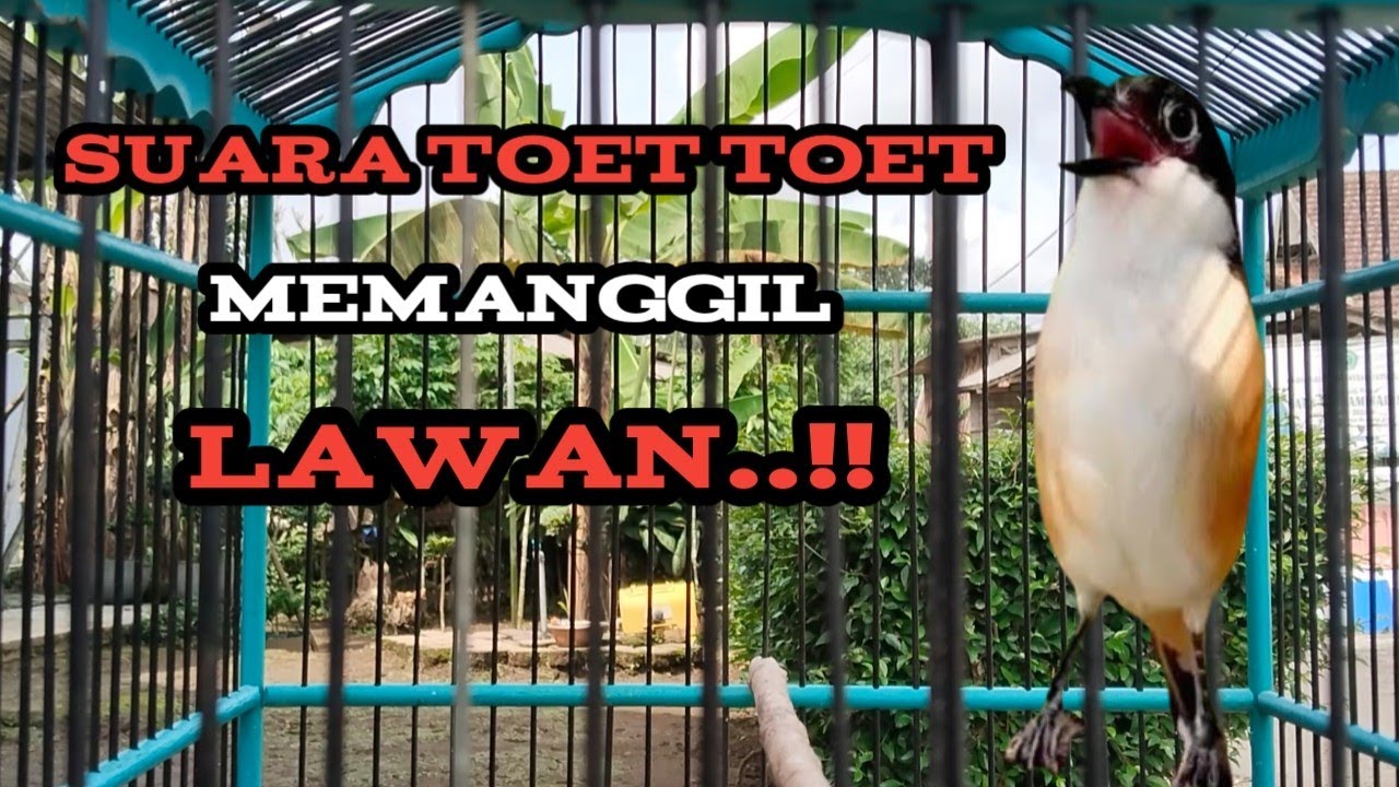 Sekali Dengar Suara Toet Toet Cendet Lain Langsung Ikut Bunyi..!