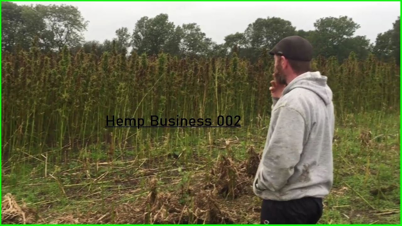 Hemp Farming Basics &ndash; Growing Hemp In Ireland