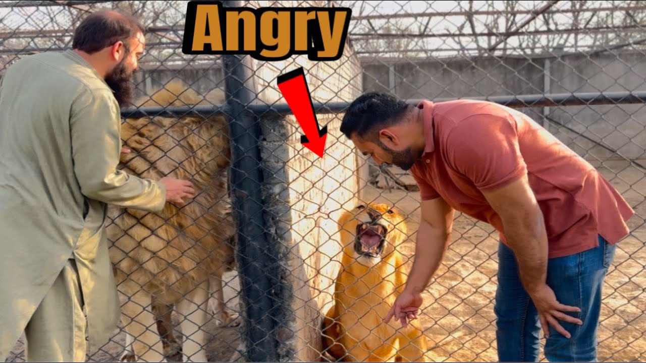 Lioness Aggressive Ho Gai 😱|Diana Ko Kya Ho Giya 🦁🥹😭