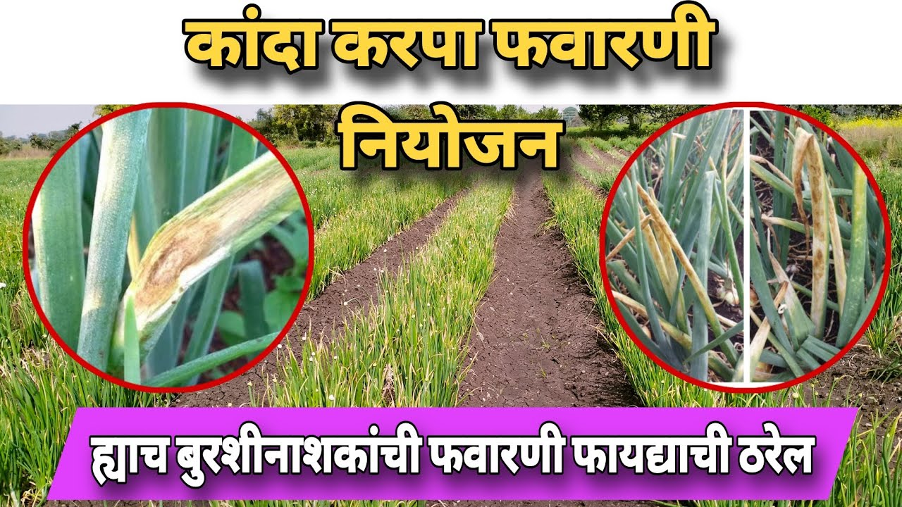 कांदा करपा फवारणी नियोजन | Kanda karpa favarni niyojan | Kanda favarni vyvasthapan | kanda pivla