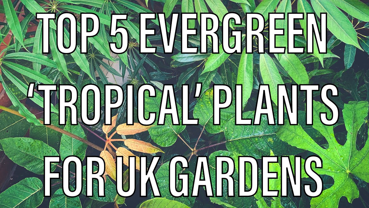 My Top 5 (well, 6...) Exotic Evergreen Plants for UK Gardens