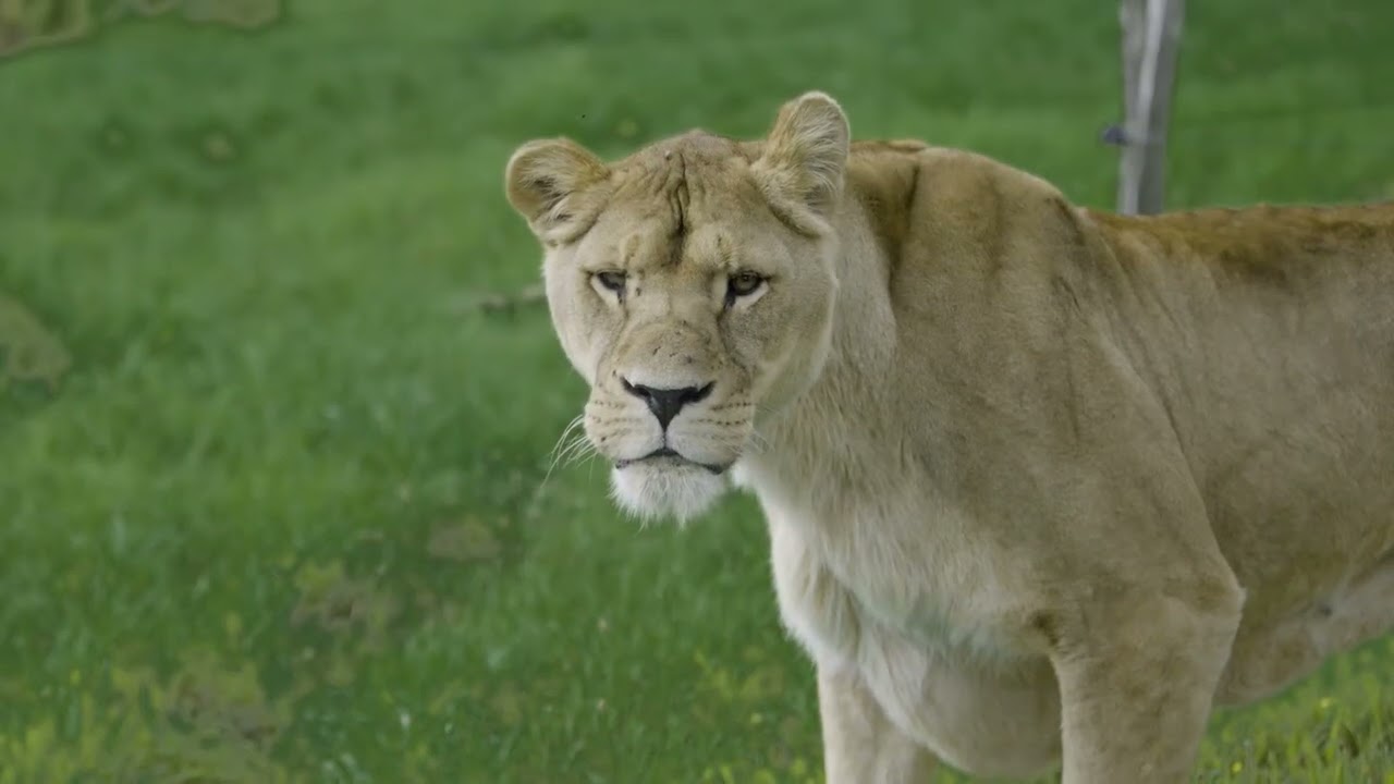 Bienvenue au Parc Animalier d'Auvergne !