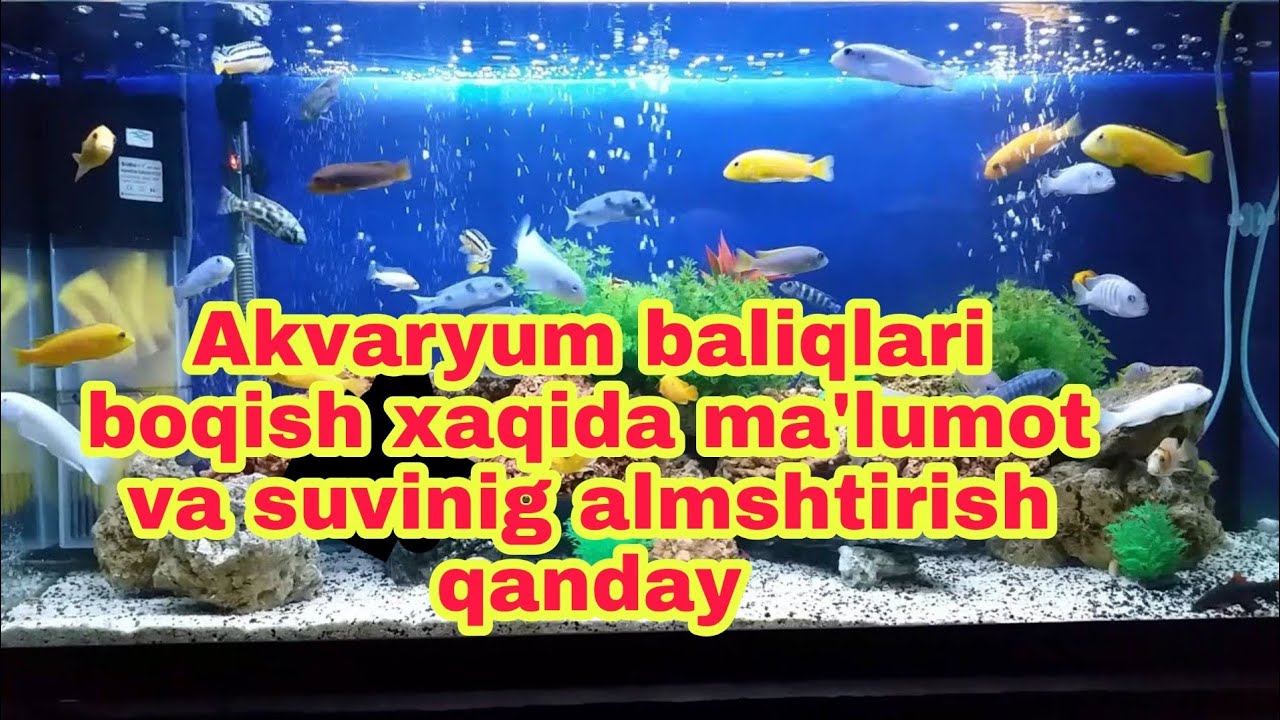 Akvaryum baliqlari boqish xaqida ma'lumot va suvinig almshtirish