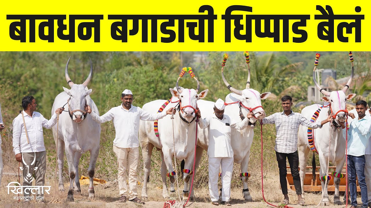 बावधन बगाडाची धिप्पाड बैलं | Khillar Maharashtrachi Shaan 2024