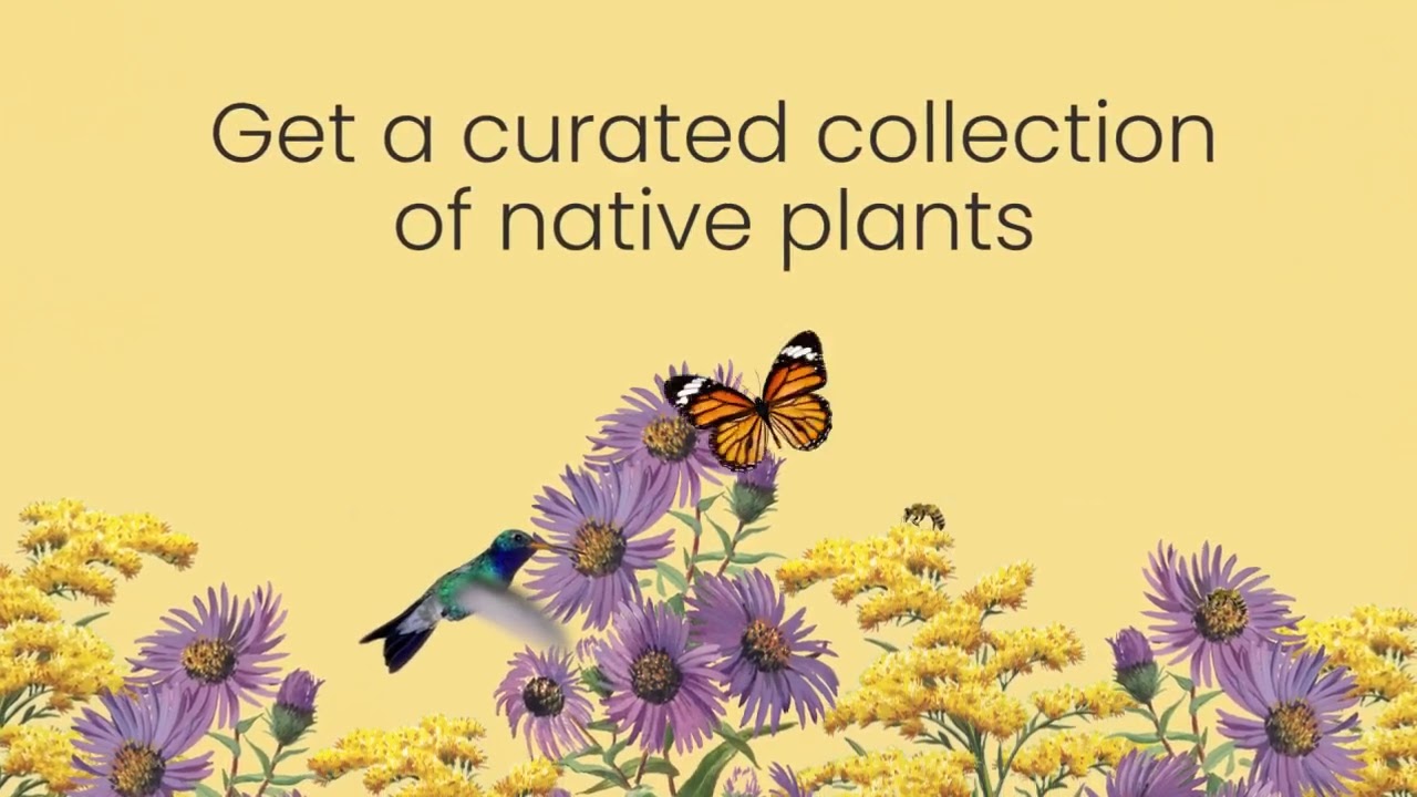 Reconnect with Your Wild Neighbors: The Power of Native Plants