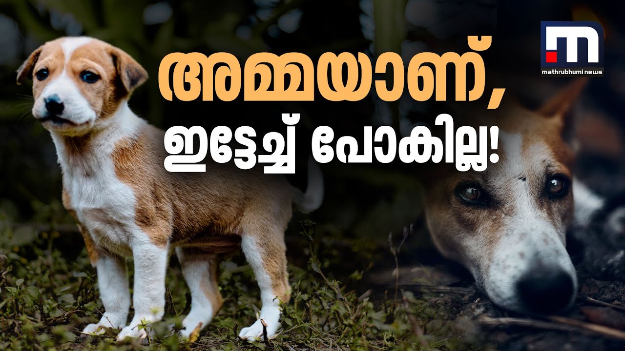 അമ്മയാണ്.. അങ്ങനെയൊന്നും പോകൂല്ലാ; കടയ്ക്കുള്ളിൽ പെട്ട തന്റെ കുഞ്ഞിനെയും കാത്ത് ഒരു നായ
