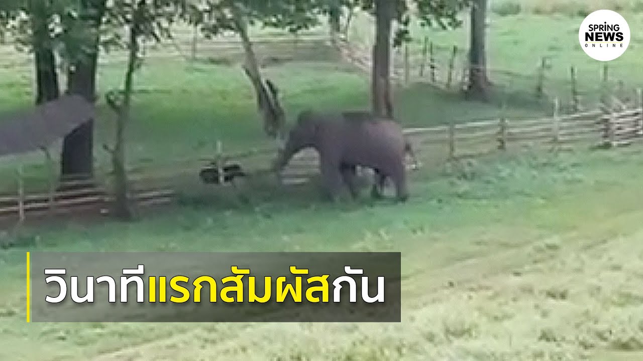 เผยนาทีแตะงวง! ช้างโขลงแม่มารับลูกช้างห้วยขาแข้งพลัดหลง | Springnews |  31 ก.ค. 63