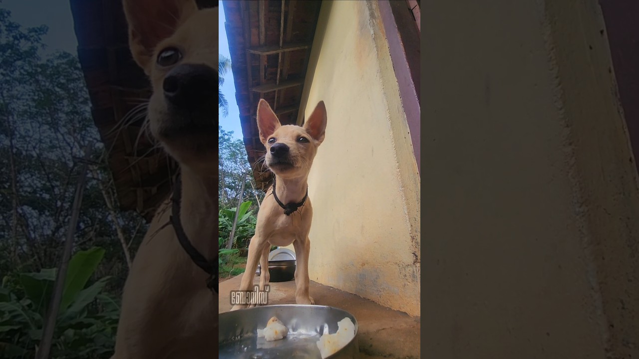 ചേമ്പ് പുഴുങ്ങിയത്