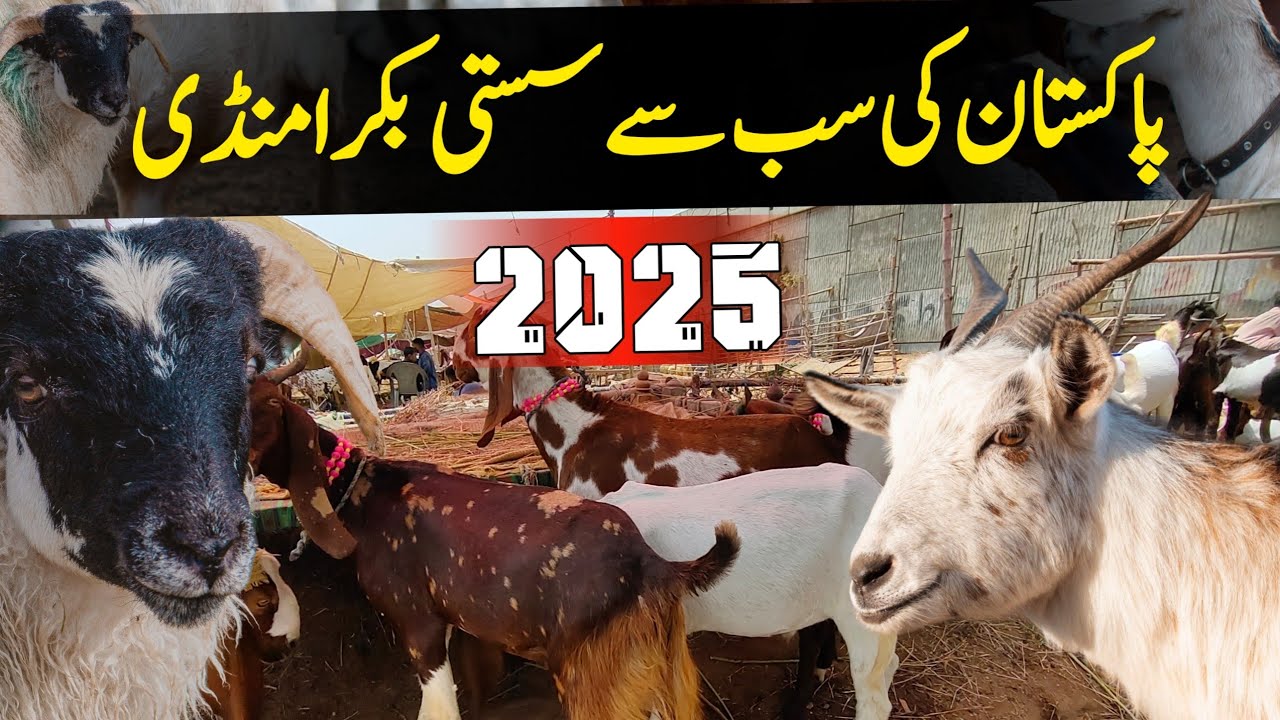 bakra mandi karachi 2025 | lyari bakra mandi latest update 2025