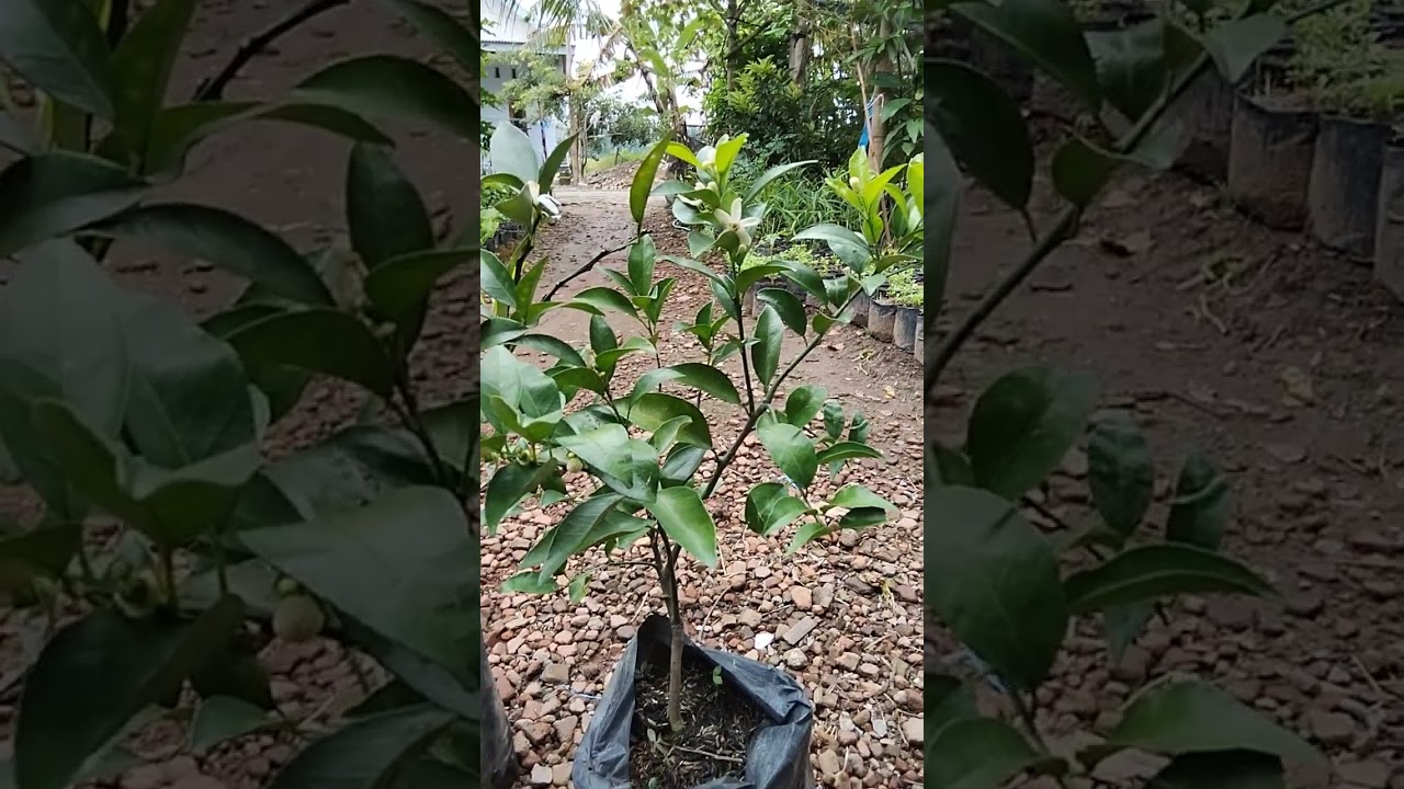 Aktivitas memperlihatkan tanaman buah jeruk manis..