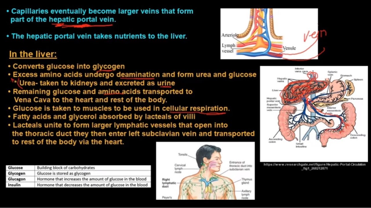 Grade 11 Life Sciences Human Nutrition Part 2