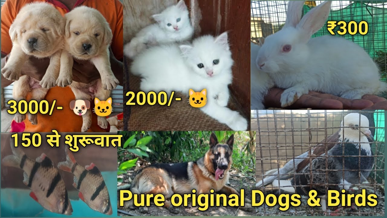 Pets Shop And Birds | Dogs Puppy🐶  Fish🐠🐋🐟 Shop | AAJ VLOGS