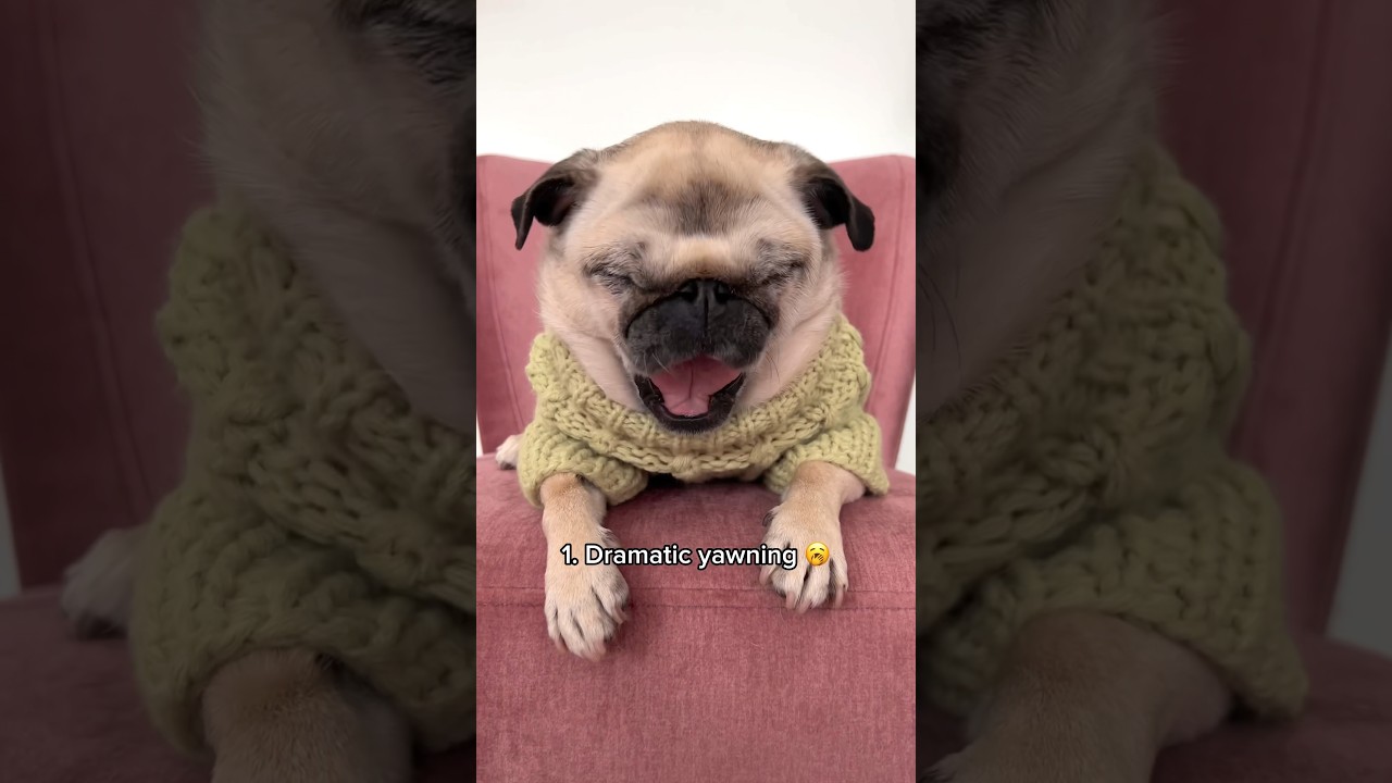 The different NOISES my ✨PUG✨ makes #dog #pug #funny #cute