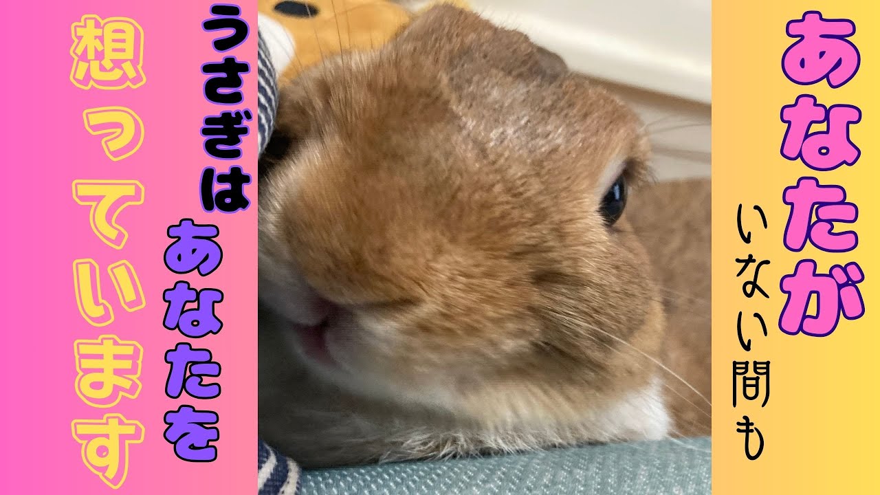 「寂しがってる？怒ってる？」飼い主の留守中、うさぎが想っている本当の気持ち【うさぎの気持ち】