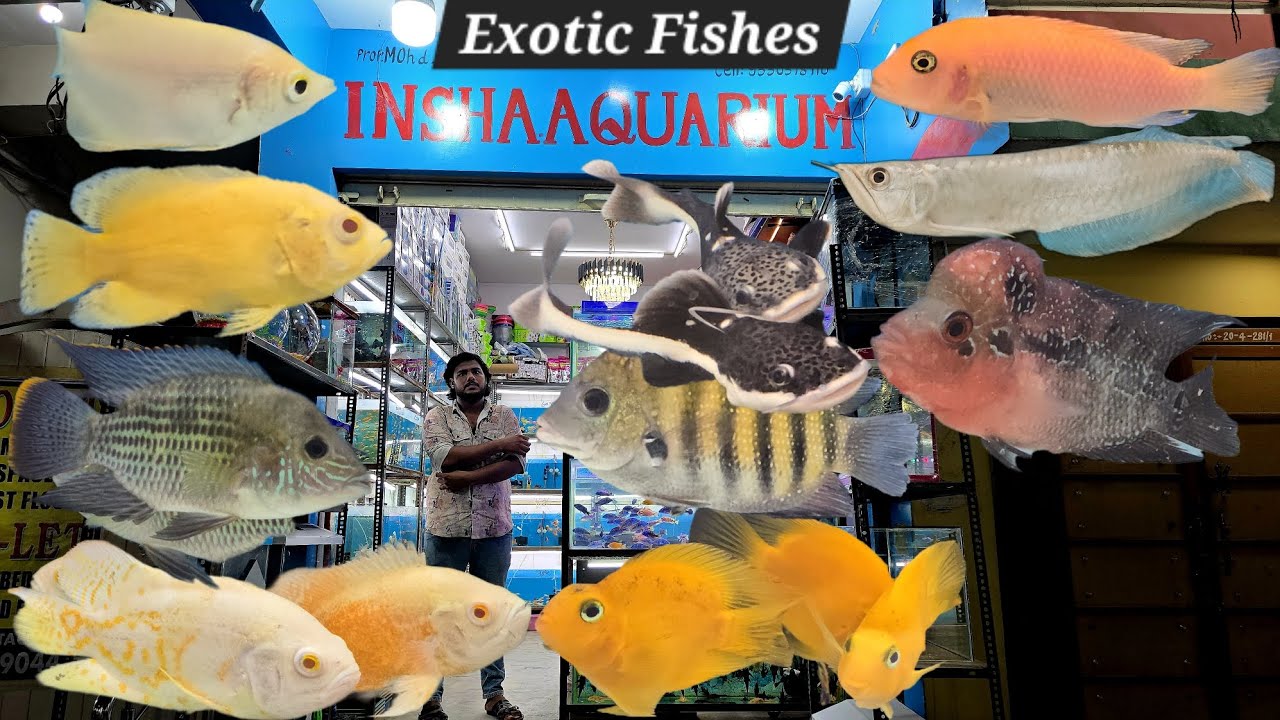 Insha Aquarium exotic fishes shop Hyderabad Fateh darwaza | Wild & soft fishes collection available 