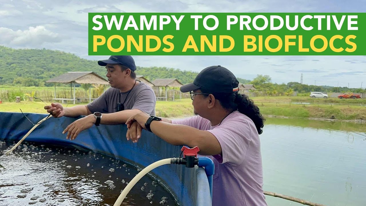 Impressive Paano Denevelop ang dating Swampy Area to Productive Farm (Tilapia Ponds and Biofloc)