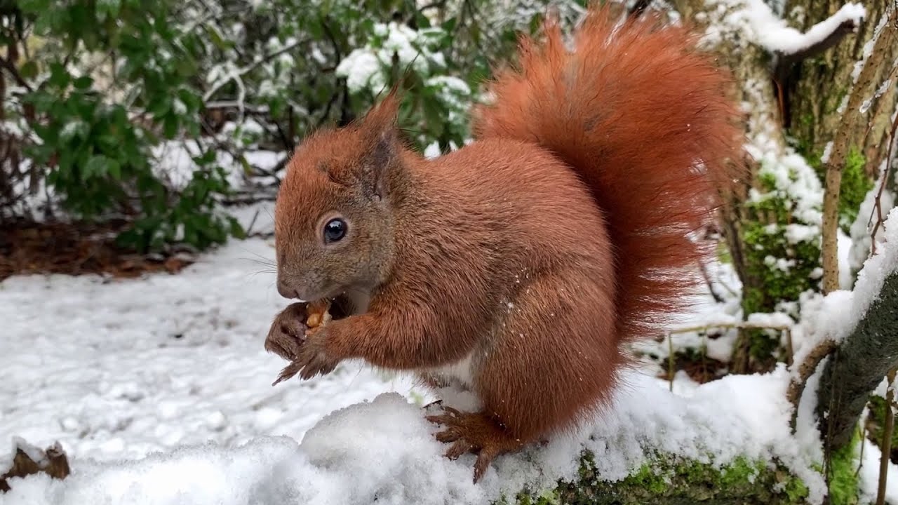 Eichhörnchen Entertainment - Nussen im Schnee | Squirrel Entertainment - Nuts in the snow