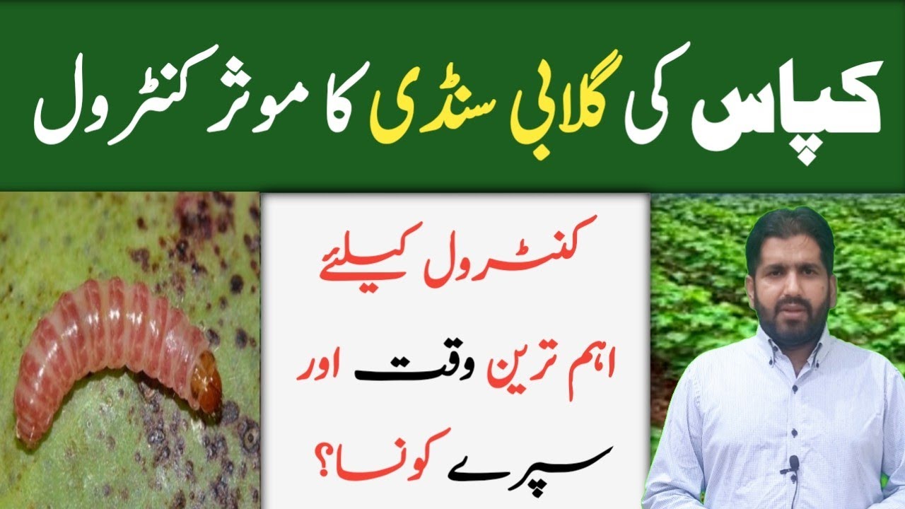 How to Control Pink Bollworm (Gulabi Sundi) in Cotton | Management of Pink Bollworm | Kissan Ki Baat