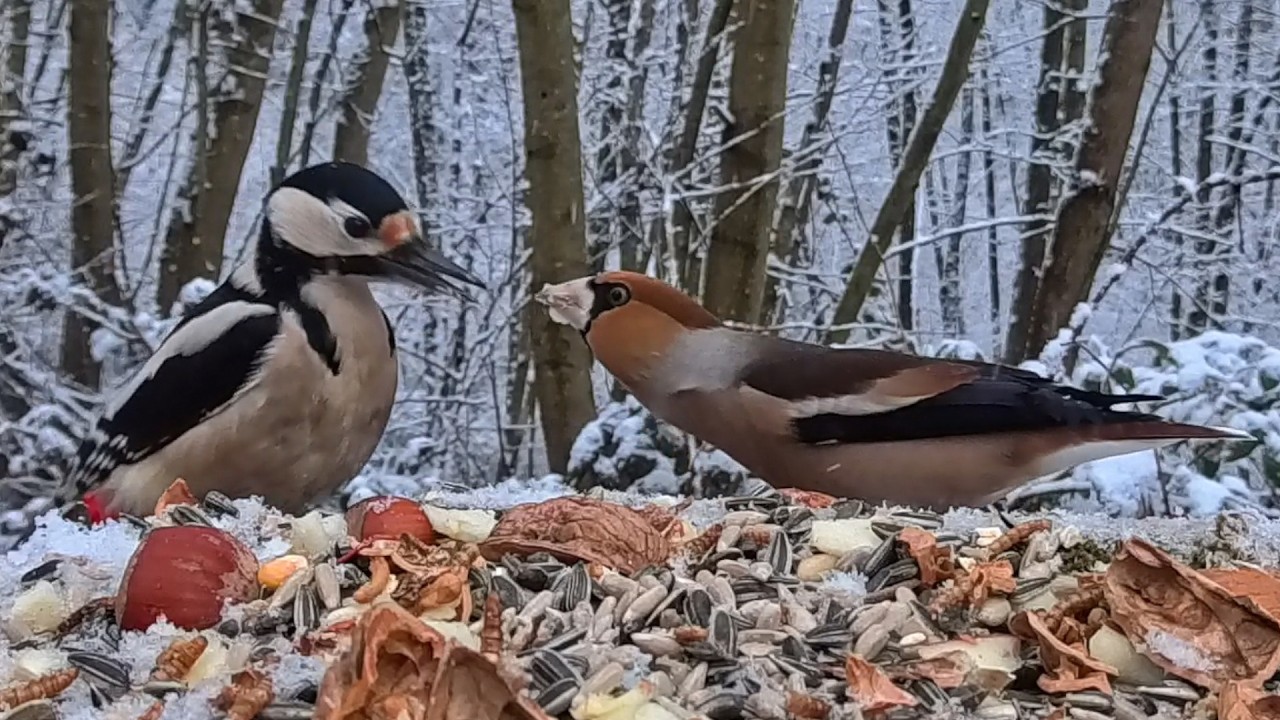 Wintervögel im verschneiten Wald ❤️