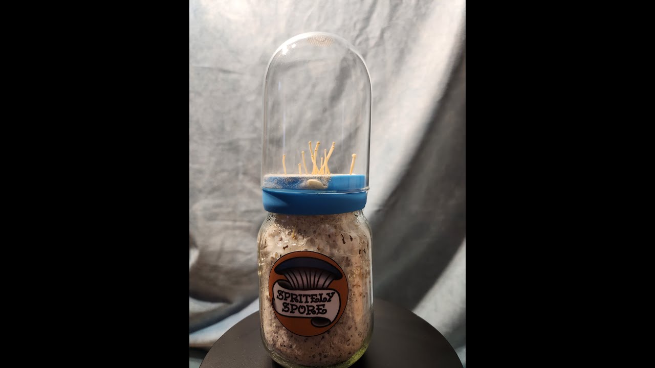 How to grow enoki mushrooms with Myco-Vessel by Spritely Spore™