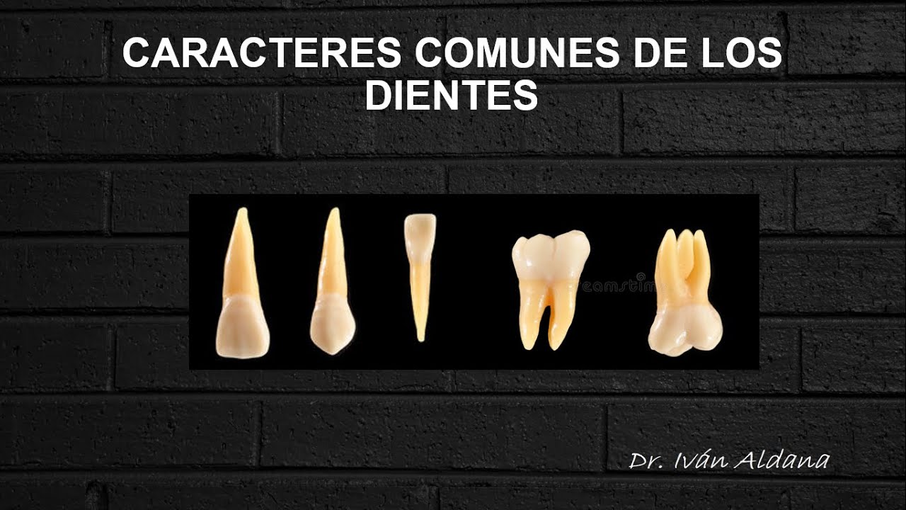 ANATOMÍA DENTARIA - Unidad 1.7: CARACTERES COMUNES DE LOS DIENTES - DR. IVÁN ALDANA