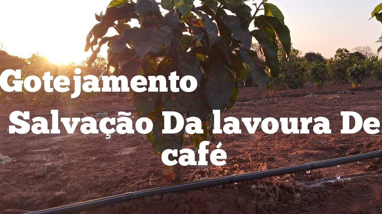 Café Arara irrigação pôr gotejamento.