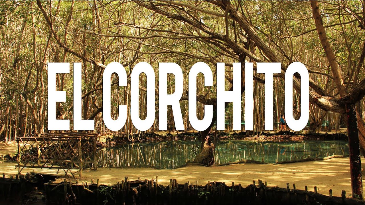 El Corchito, Progreso, Yucat&aacute;n, M&eacute;xico | Manglar